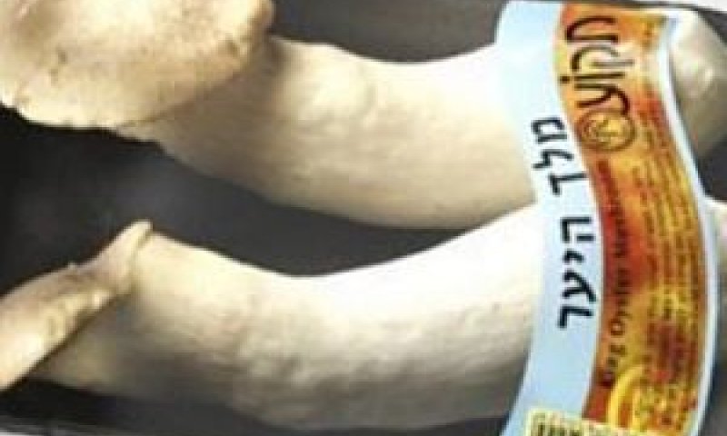 [צילום: יח"צ]