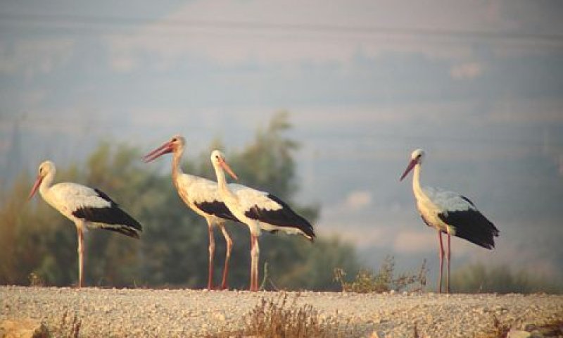 חסידות עושות חסד עם החקלאים [צילום: לירון זיו, החברה להגנת הטבע]