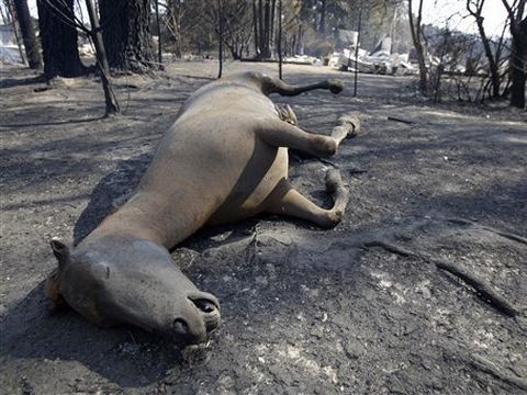 השריפה לא פסחה גם על בעלי החיים [צילום: AP]