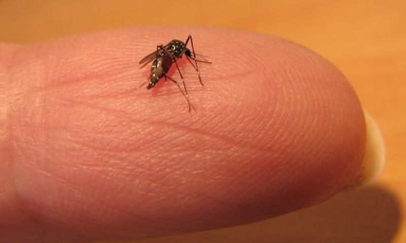 יתוש הטיגריס האסייני [צילום: עידו שקדי]
