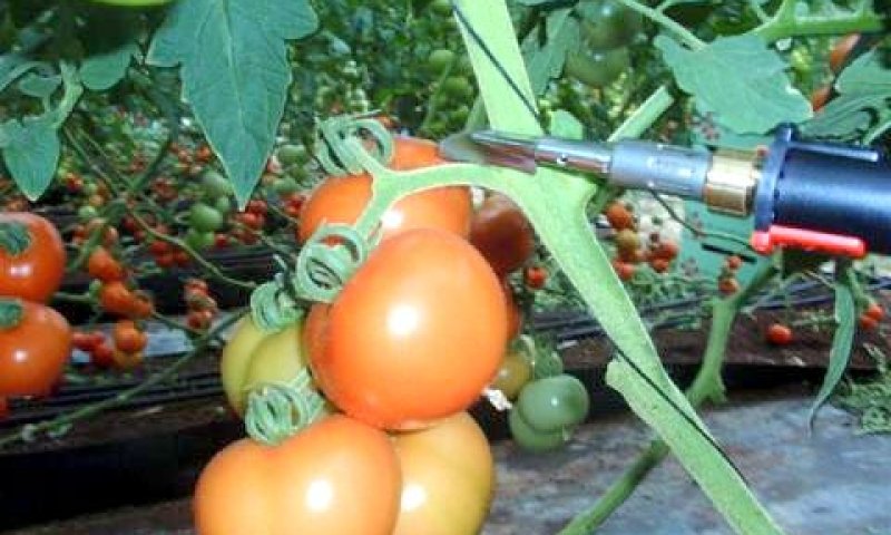 שימוש בסכין החמה לעגבניות [צילום: פסקל טכנולוגיות]