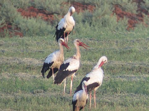 חסידות בשדות [צילום: לירון זיו, החברה להגנת הטבע]