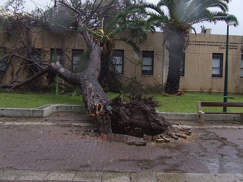 העץ שניתק מהשורש ביבנה