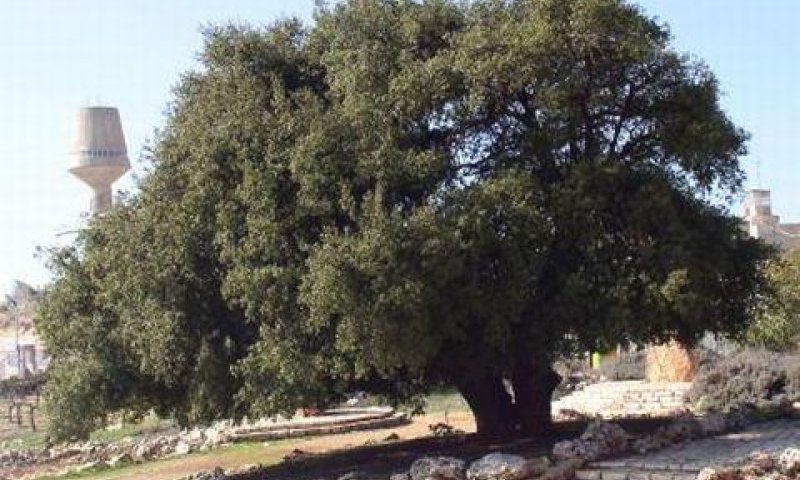 רק לקראת הדיון שופרה האספקה לגוש עציון