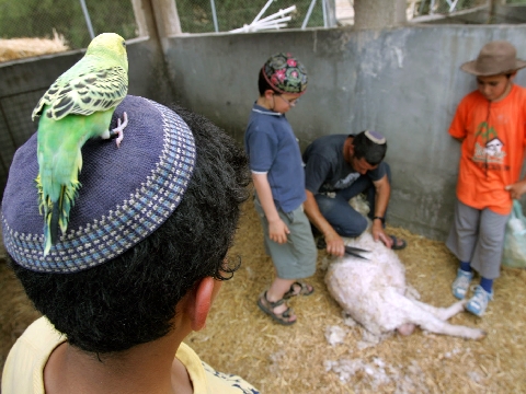 פינת החי בגוש קטיף [AP]