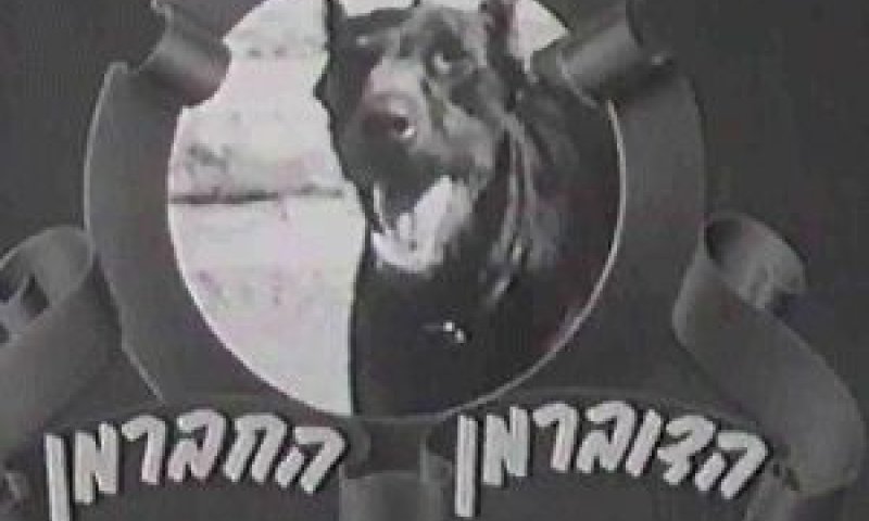 דובי דוברמן.jpg