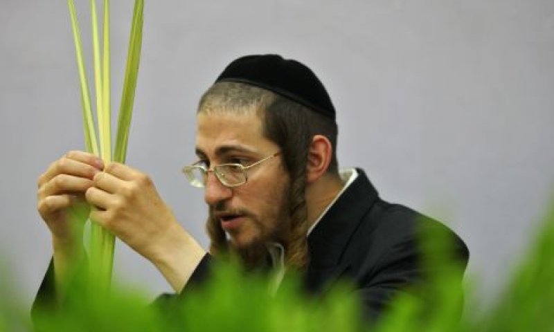 חשש לשלומם של העצים [צילום: פלאש 90]