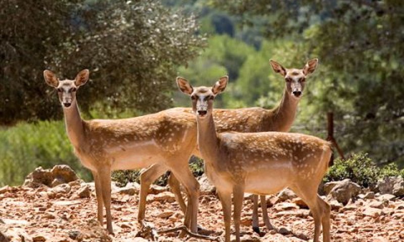 יחמורים בחי-בר [צילום: דורון ניסים]