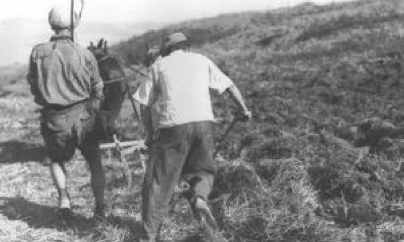 חורשים בשדות טירת צבי [צילום: זולטן קלוגר/לע"מ]