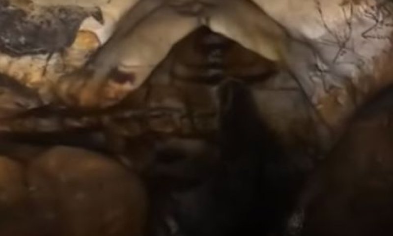 ציורי קיר של בעלי חיים