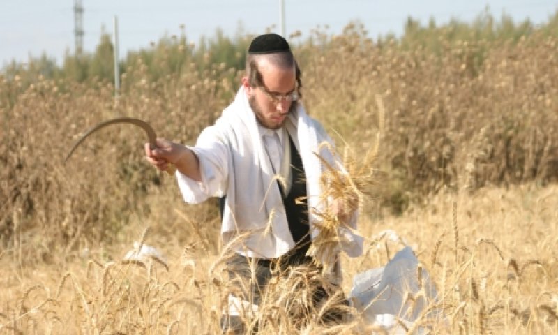 קציר