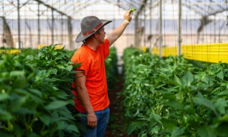 יסייעו לענף להתייצב [צילום: דור פזואלו/פלאש 90]