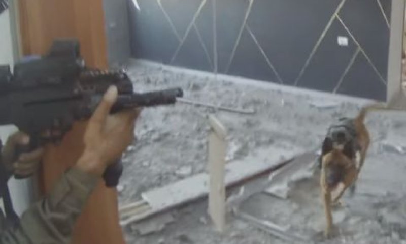 כלב בפעילות מבצעית [צילום: דובר צה''ל]
