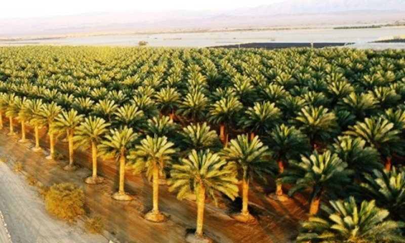 שטחי מטעי התמרים בערבה התיכונה משתרעים על פני כ-8,800 דונם [צילום: שמעון בכר]