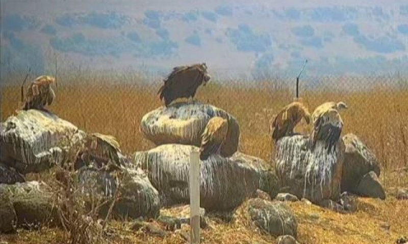 [צילום: אבירם שני רשות הטבע והגנים]