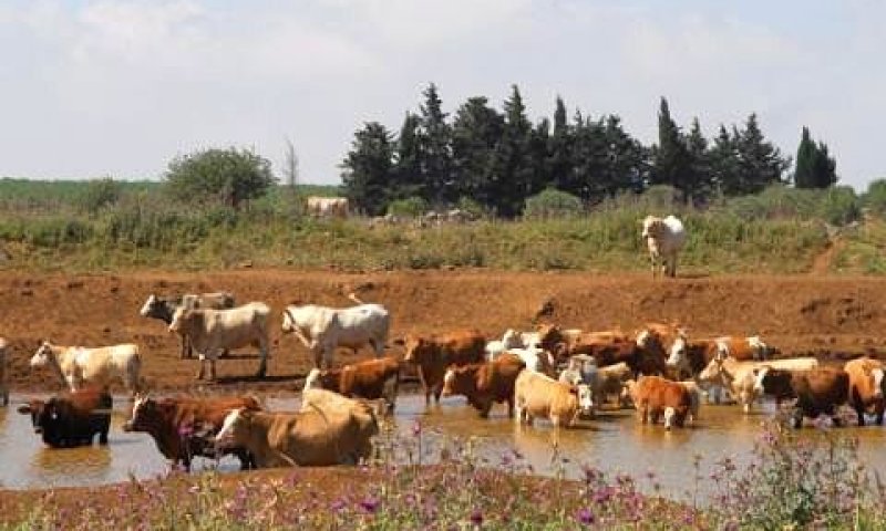 גם מחלבות רמת הגולן יוחרמו [צילום: פלאש 90]