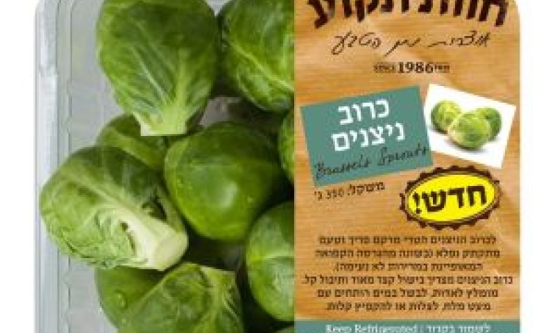 כרוב ניצנים [צילום: ראובן אילת]