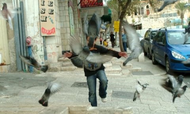 ערבים נפגעים יותר [צילום: פלאש 90]