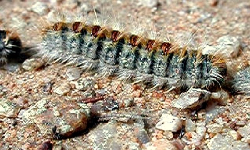 זחלי תהלוכן האורן