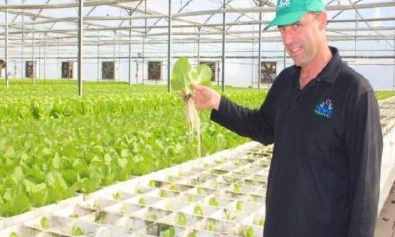 סף צוק מחישתיל, מציג את גוש שורשי החסה שמוכן לגידול על מים [צילום: יח"צ]