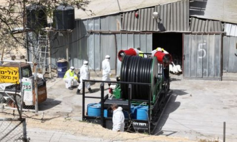 הסגר על העופות [צילום ארכיון: פלאש 90]