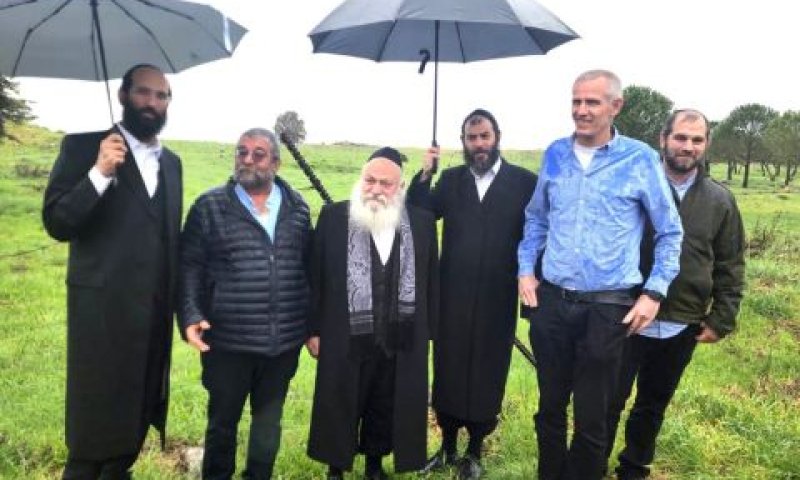 גולדקנופ בסיור בגשם