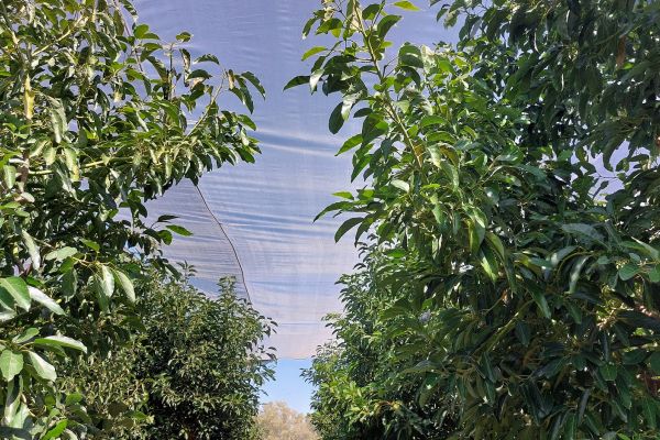 עצי אבוקדו שכוסו ברשתות הצללה אחרי הקרה [צילום: מו"פ צפון]