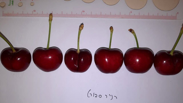 זן רנייר ספורט [צילום: זאביק פרקש]