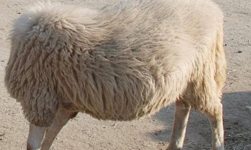הוקמה ועדת בדיקה [צילום: AP]