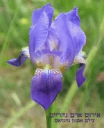 החלה פריחת אירוס ארם נהריים [צילום: אמנון נחמיאס, רשות הטבע והגנים]