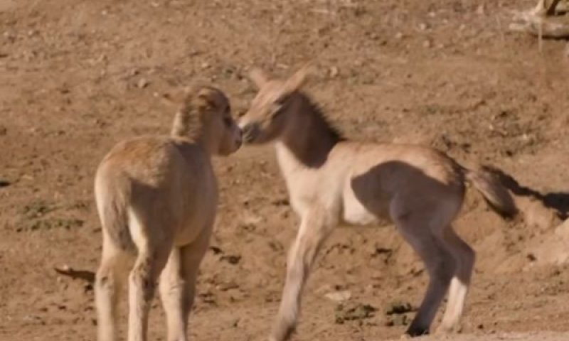 סייחים נדירים, סוסי פז&rsquo;בלסקי [צילום: AP]