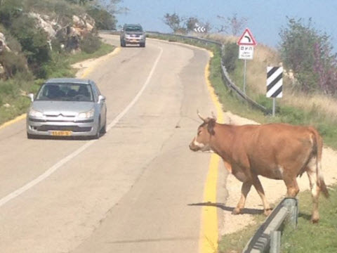 [צילום: יח"צ]