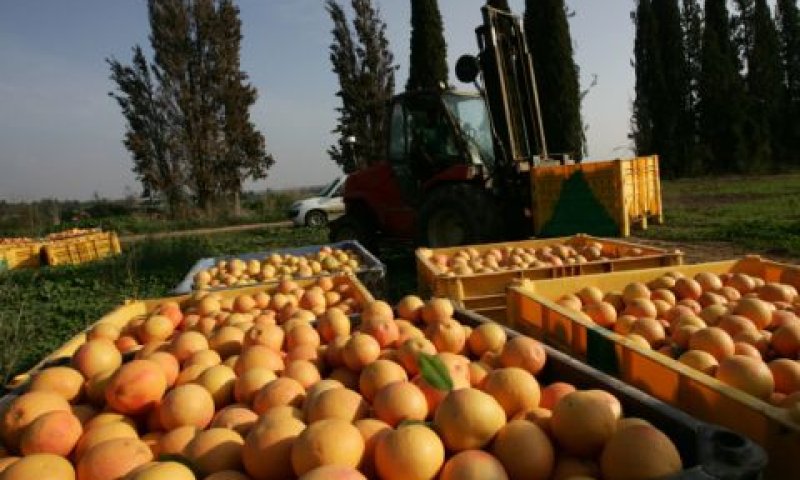 פיצויים ייעודיים למגדלים [צילום: פלאש 90]