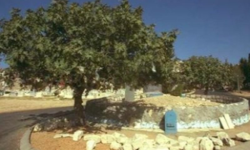בית העלמין בצפת [צילום: לע"מ]