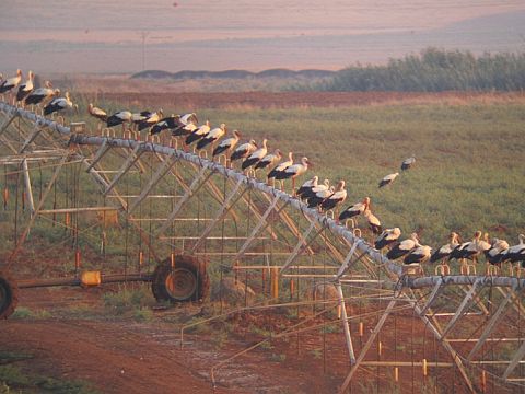 חסידות לעת ערב [צילום: לירון זיו, החברה להגנת הטבע]