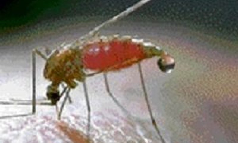 יתוש קדחת הנילוס המערבית [צילום: AP]