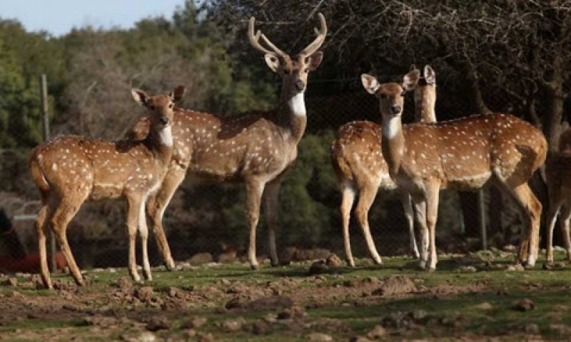 יער האיילים [צילום: סיון פרג']