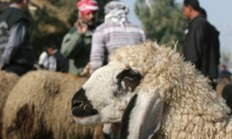 עדר בן 300 כבשים [צילום: AP]
