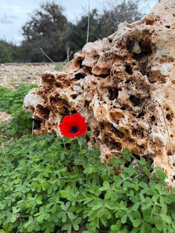 כלנית בכרמל [צילום: עומרי סלנר, החברה להגנת הטבע]