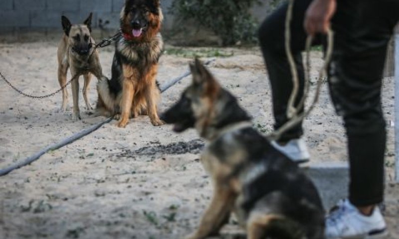 ההורים לא אחראים לנשיכה [צילום אילוסטרציה: פאדי פאהד, AP]