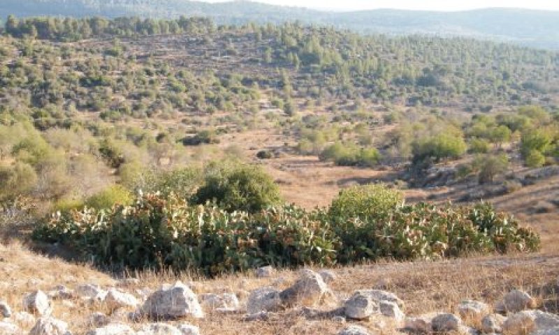גבעות בית שמש [צילום: החברה להגנת הטבע]