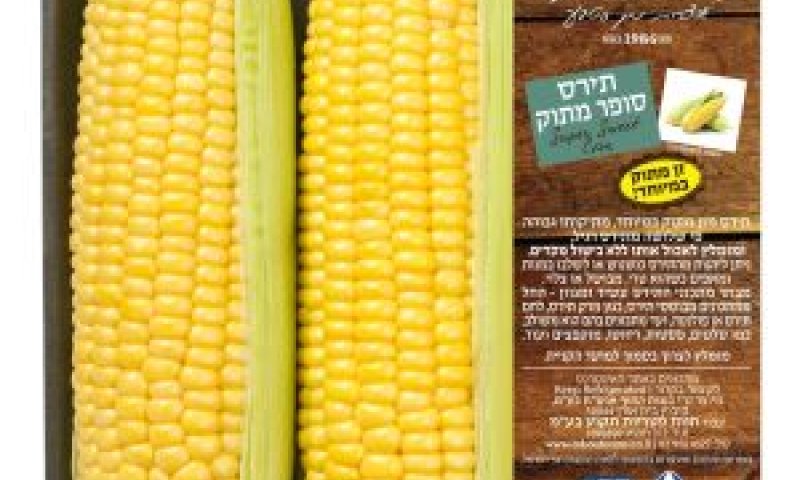תירס מתוק [צילום: ראובן אילת]