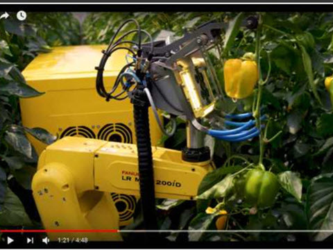 רובוט SWEEPER בעת קטיף [צילום: Research Station for Vegetable Production at St. Katelijne Waver]