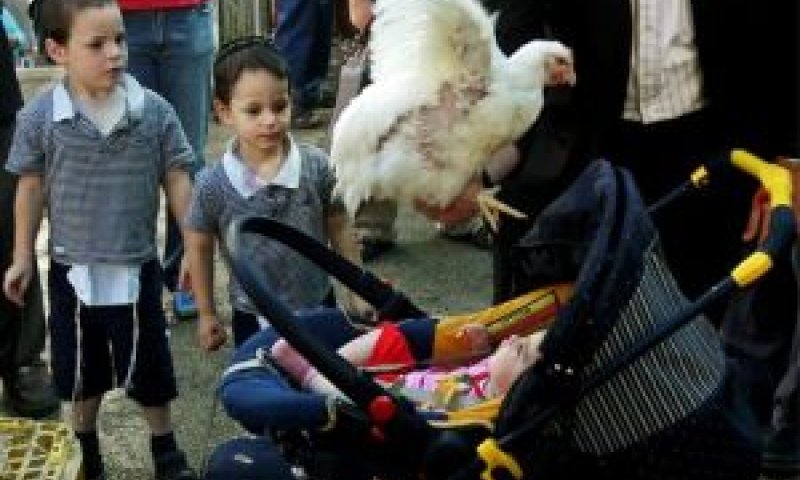 מנהג כפרות [צילום אילוסטרציה: AP]