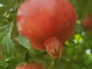 צילום: עידן יוסף