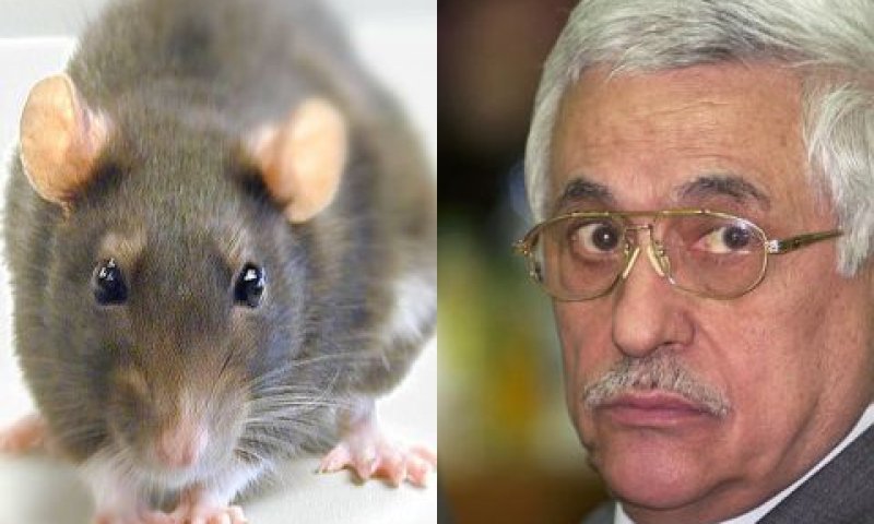אבו מאזן, חושש מחולדות [צילום: רפרודוקציה]