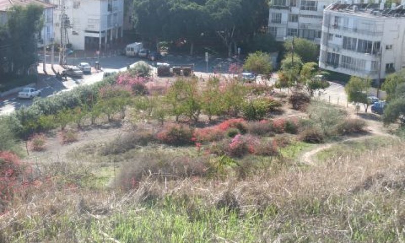 הר נפוליאון. בר הפתיע והודיע שהשטח יישאר ירוק