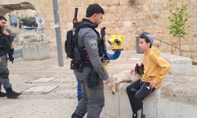 הבן והגדי בשער האשפתות [צילום: ארנון סגל]