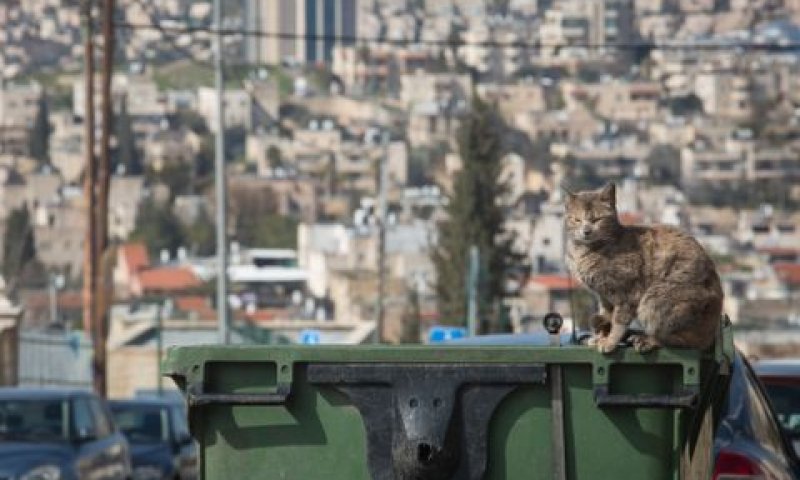 לא מרוצים מרמת הניקיון ביישוב [צילום: הדס פרוש/פלאש 90]