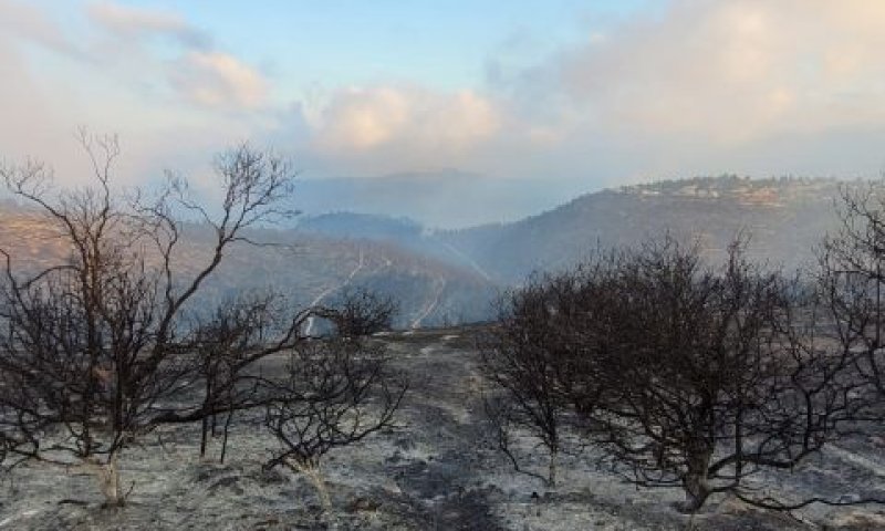 שמורת הר טייסים לכיוון צפון [צילום: אריאל קדם רשות הטבע והגנים]